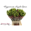 Hypericum x inodorum Globo Applegreen