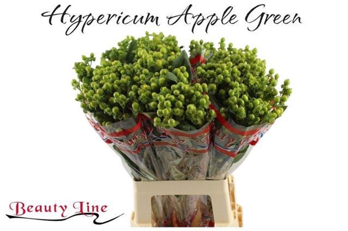 Hypericum x inodorum Globo Applegreen