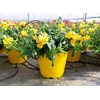 Nemesia overig