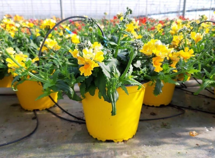 Nemesia overig