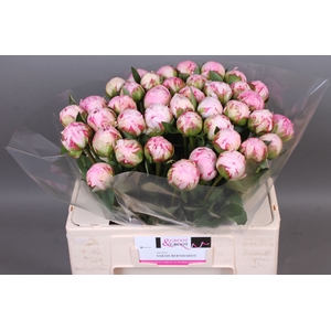 Paeonia Sarah Bernhardt | Heavy Quality