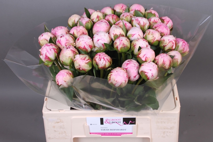 <h4>Paeonia Sarah Bernhardt | Heavy Quality</h4>