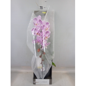Phalaenopsis   ...lilac