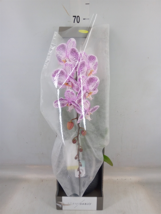 <h4>Phalaenopsis   ...lilac</h4>