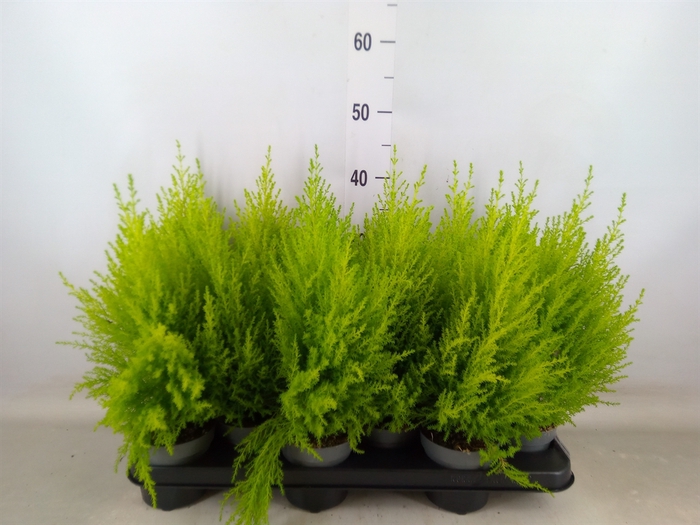 <h4>Cupressus macro. 'Goldcrest Wilma'</h4>