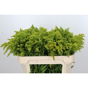 Solidago Golden Glory