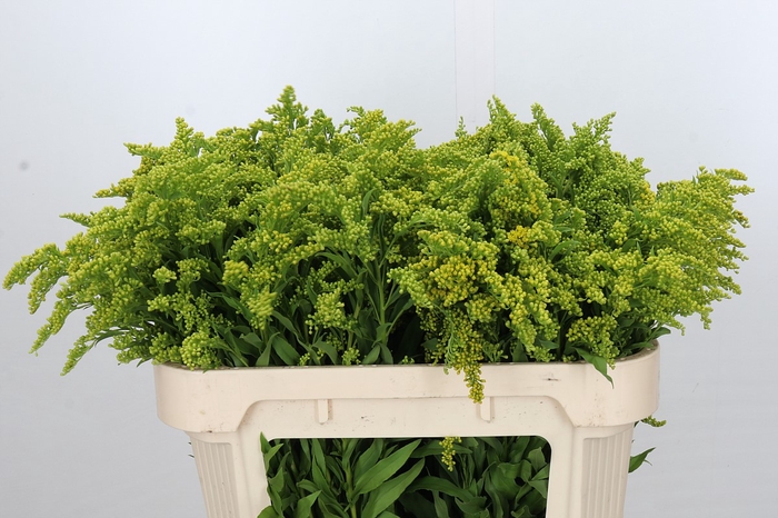 <h4>Solidago Golden Glory</h4>