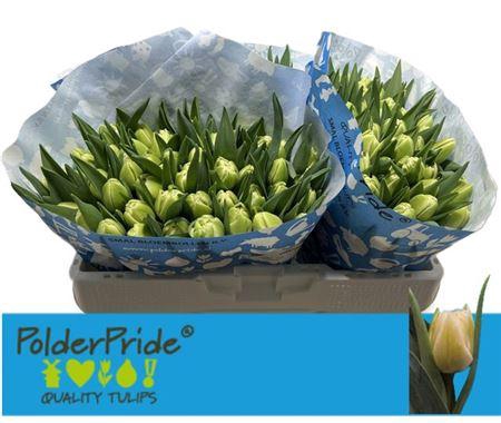 <h4>Tu Du Avant Garde</h4>