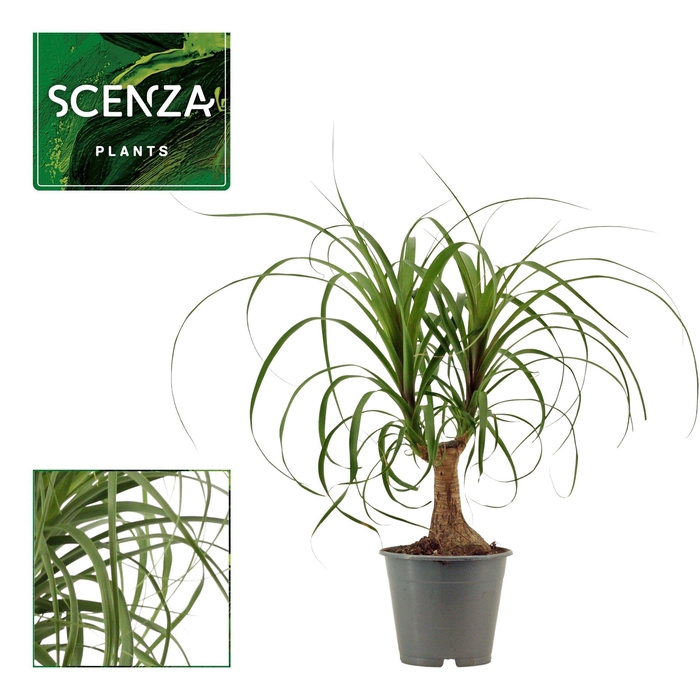 <h4>Beaucarnea recht 12 cm</h4>