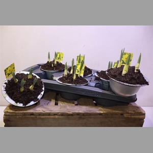 Narc Ta Geranium In Zinken Teil