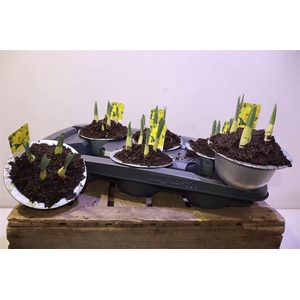 Narc Ta Geranium In Zinken Teil