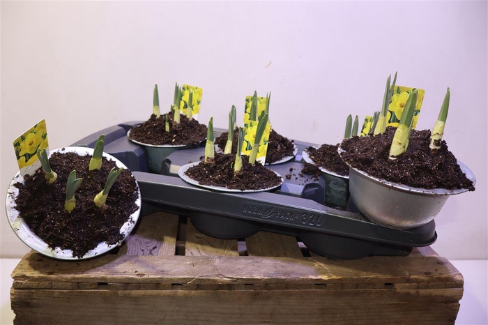 <h4>Narc Ta Geranium In Zinken Teil</h4>