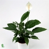 Spathiphyllum Vivaldi 17Ø 75cm 5fl