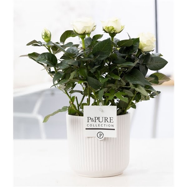 <h4>Rosa white in P&PURE Sophie ceramics white</h4>