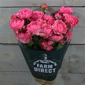 R Tr Julietta Cerise