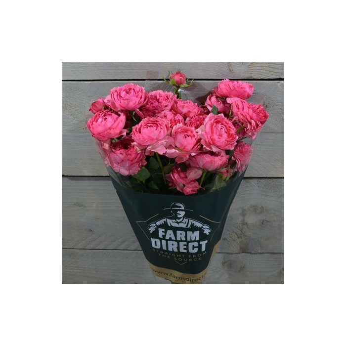 <h4>R Tr Julietta Cerise</h4>