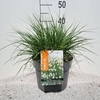 Pennisetum alopecuroides Little Bu