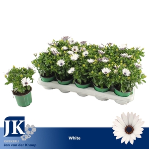 Osteospermum Wit TST