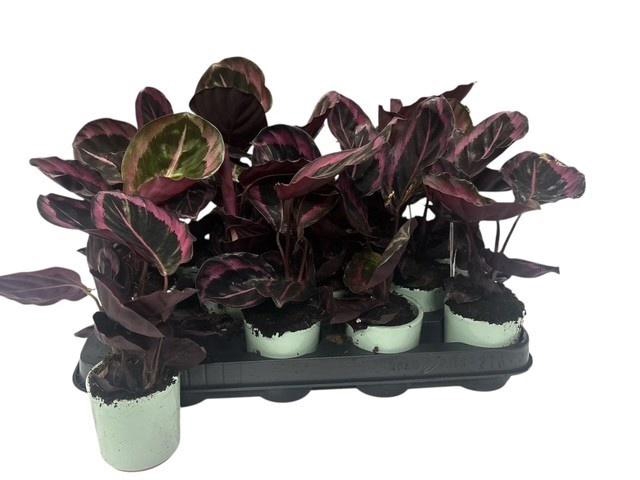 <h4>CALAT ROSEOP DOTTIE</h4>