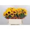 Helianthus Orange Fire