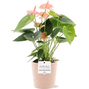 Anthurium Spirit in Pure Juliette ceramic