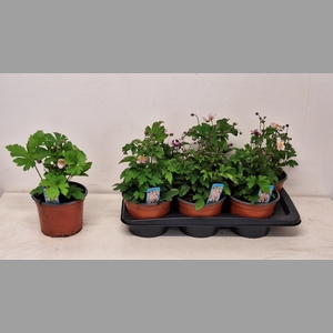 ANEM HUPEHENSIS