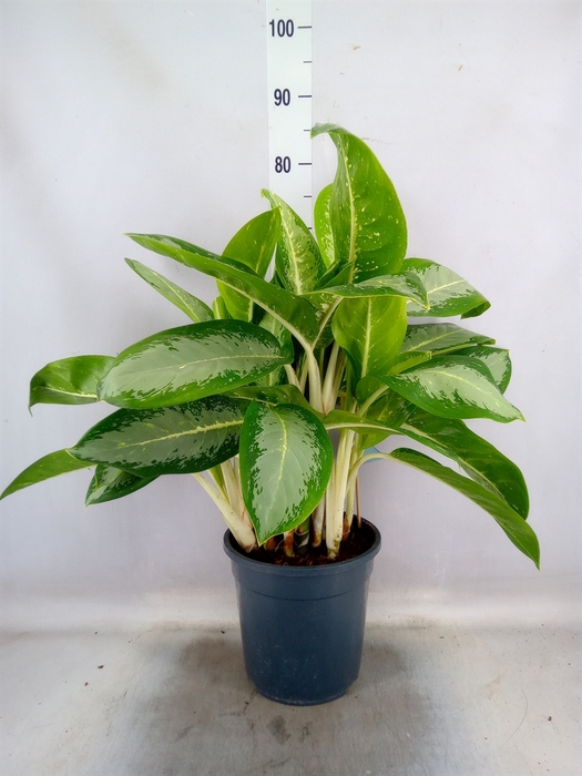 <h4>Aglaonema   ...</h4>