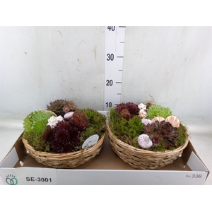 Arr.  Sempervivum L%