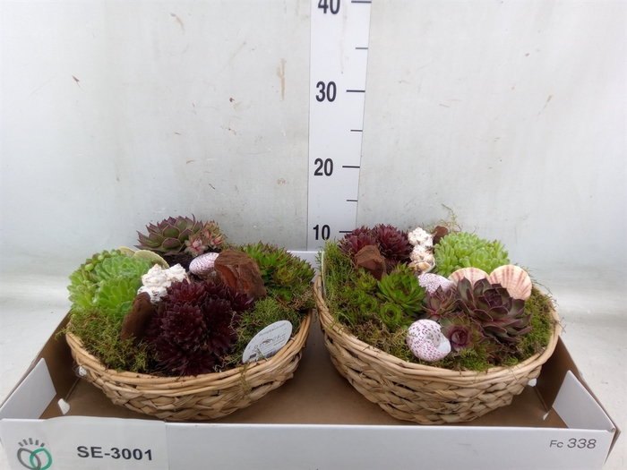 <h4>Arr.  Sempervivum L%</h4>