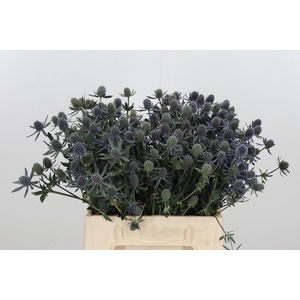 Eryngium Framb Blue Glitter