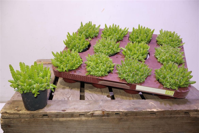 <h4>Hylocereus Undatus</h4>