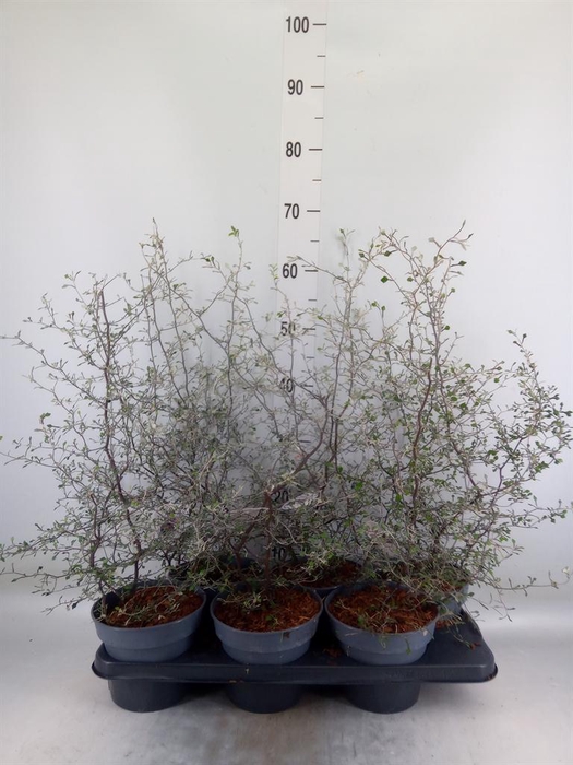 <h4>Corokia cotoneaster</h4>