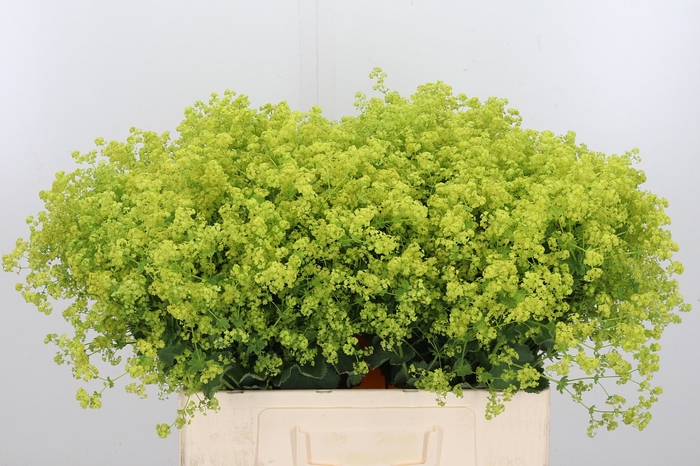 <h4>Alchimella Robusta</h4>