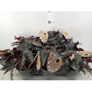 Begonia BD mac. 'Spotlight Green'