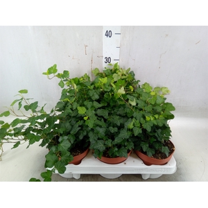Hedera helix 'Wonder'