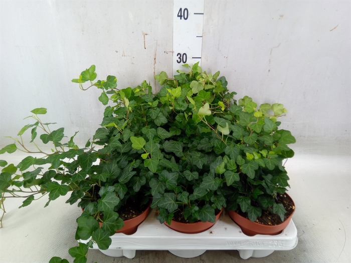 <h4>Hedera helix 'Wonder'</h4>