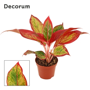 Aglaonema Red Fire 9 cm (Decorum)