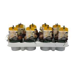 Narcissus DU 'Bridal Crown'