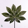 Fatsia Japonica Blad