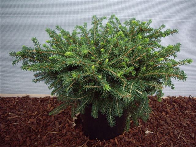 <h4>Picea abies Nidiformis</h4>