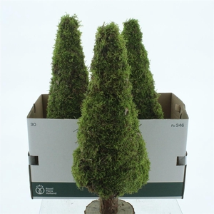 Pres Moss Tree Round 60cm
