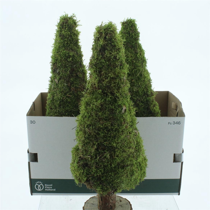 <h4>Pres Moss Tree Round 60cm</h4>