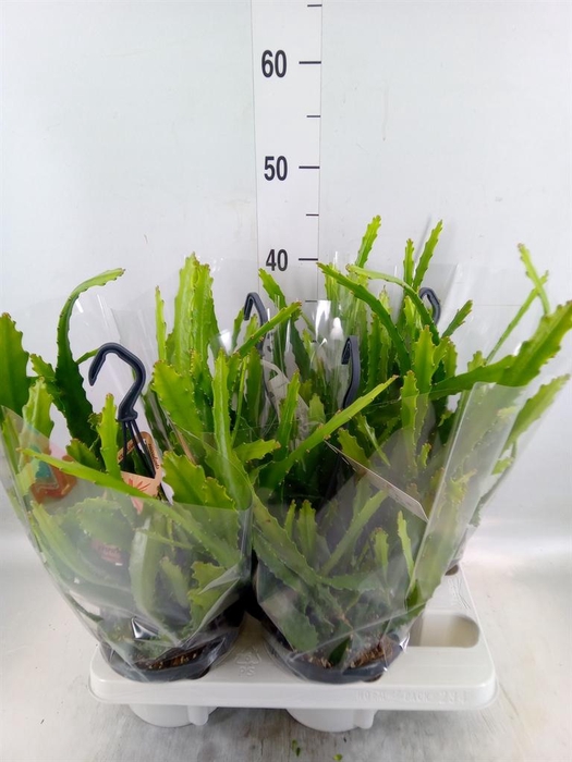 <h4>Epiphyllum   ...</h4>