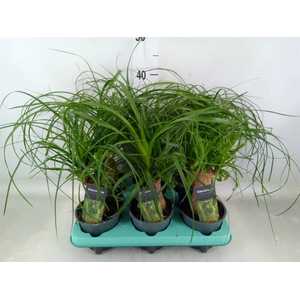 Beaucarnea recurvata