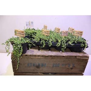 arr8 Senec Herreianus