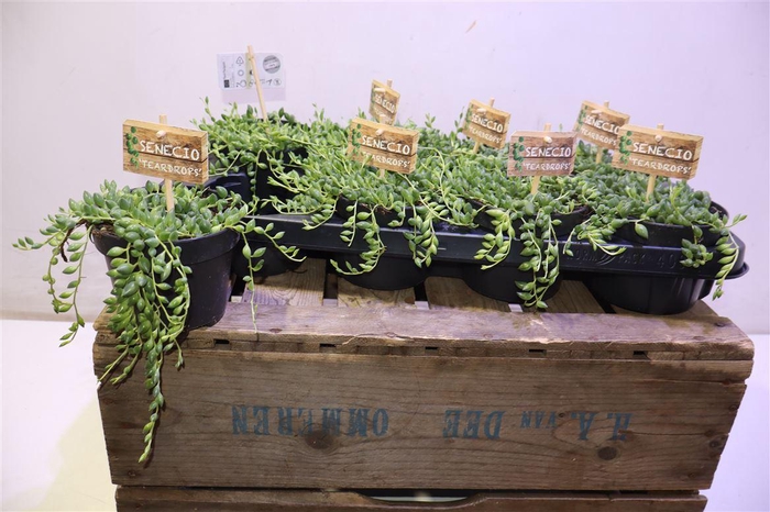 <h4>arr8 Senec Herreianus</h4>