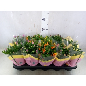 Chrysanthemum   ..mix 7