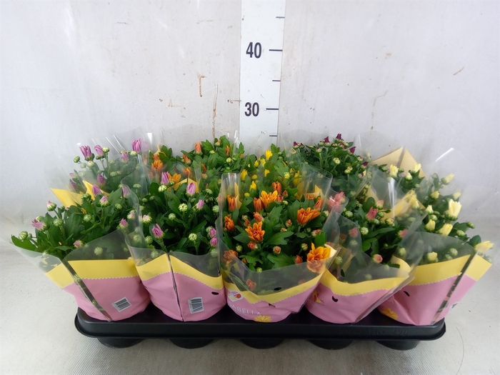 <h4>Chrysanthemum   ..mix 7</h4>