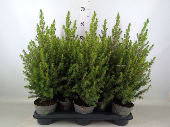 <h4>Picea glauca 'December'</h4>
