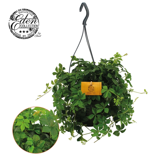 <h4>Parthenocissus Striatha 15cm HP</h4>